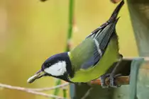 Die Kohlmeise hat einen extra gro�en Sonnenblumenkern gefunden. Aufgenommen am 22.11.2017. 