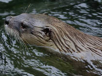 Ein Nordamerikanischer Fischotter schwimmt im Zoom Gelsenkirchen. (September 2008)