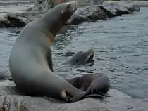 Kalifornische Seel�wen im Zoom Gelsenkirchen. (September 2009)
