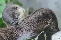 Zwei Nordamerikanische Fischotter bei der Fellpflege. (Zoom Gelsenkirchen, September 2009)