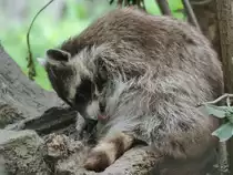 Ein Waschb�r w�hrend der Fellpflege im Zoom Gelsenkirchen. (September 2009)
