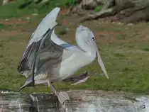 Ein R�telpelikan im Zoom Gelsenkrichen. (September 2009)