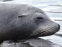 Ein Kalifornischer Seel�we im Portrait (Zoom Gelsenkirchen, September 2009)