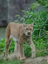 Ein Europ�ischer Luchs im Zoom Gelsenkirchen (September 2009)