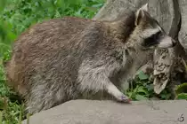 Ein Waschb�r im Zoom Gelsenkirchen. (September 2008)