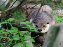 Ein Nordamerikanische Fischotter im Zoom Gelsenkirchen. (September 2009)