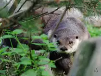 Ein Nordamerikanische Fischotter im Zoom Gelsenkirchen. (September 2009)