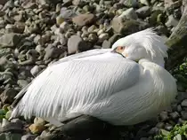 Ein eingekuschelter R�telpelikan im Zoom Gelsenkrichen.(September 2009)