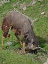 Ein Groer Kudu im satten Grn. (Zoom Gelsenkirchen, September 2009)