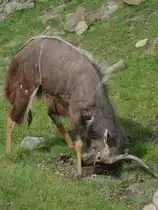 Ein Gro�er Kudu im satten Gr�n. (Zoom Gelsenkirchen, September 2009)