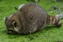 Ein Waschb�r auf der Suche im tr�ben Nass. (Zoom Gelsenkirchen, September 2009)