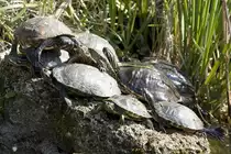 Schildkr�ten, 07.10.2007 Salzburg