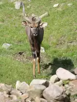 Im Angesicht eines Gro�en Kudu´s. (Zoom Gelsenkirchen, September 2009)