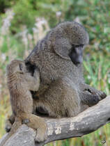 Anubispaviane bei der Fellpflege im Zoom Gelsenkirchen. (September 2009)