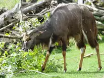 Ein Gro�er Kudu beim Fressen im Zoom Gelsenkirchen (September 2009)
