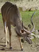 Ein Gro�er Kudu im Zoom Gelsenkirchen (Oktober 2006)