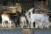 Damhirsch, 08.01.2008 M�nchen