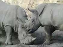 S�dliche Breitmaulnash�rner im Zoom Gelsenkirchen. (September 2008)