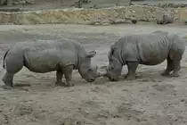 S�dliche Breitmaulnash�rner kurz vor einem Kampf im Zoom Gelsenkirchen. (September 2008)