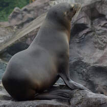 Ein kalifornischer Seelwe im Zoom Gelsenkirchen. (September 2008) 