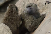 Anubispaviane bei der Fellpflege im Zoom Gelsenkirchen. (September 2009)