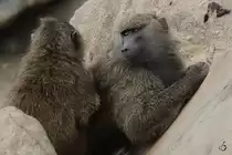 Anubispaviane bei der Fellpflege im Zoom Gelsenkirchen. (September 2009)