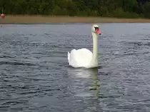 Ein Schwan schwimmt auf dem Labussee bei Canow und folgt dem Kanu, aus dem das Foto entstand. [9.5.2017]