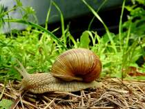 Weinbergschnecke (Helix pomatia)  in voller Fahrt ,  am Gelnde der GTB-Museumseisenbahn in Pckstein-Zwischenwssern; 170903