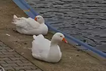 Am Schiffsanleger am Rand der Mosel in Wasserbillig ruhen sich diese zwei G�nse aus.  07.12.2017
