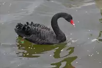 Ein Schwarzer Schwan auf der Mosel in Wasserbillig.  07.12.2017