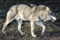 Europ�ischer Wolf, 08.01.2008 M�nchen