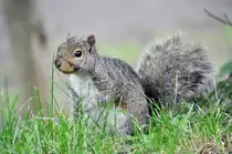 Grauh�rnchen aufgenommen auf dem Mount Royal in Montreal Canada. Die Aufnahme stammt vom 20.07.2017.
