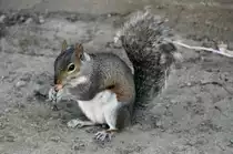 Grauh�rnchen aufgenommen in den Strassen von Montreal Canada. Die Aufnahme stammt vom 20.07.2017.