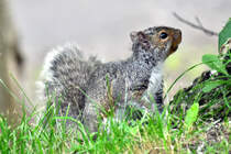 Grauhrnchen aufgenommen auf dem Mount Royal in Montreal Canada. Die Aufnahme stammt vom 20.07.2017.