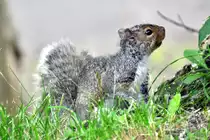 Grauh�rnchen aufgenommen auf dem Mount Royal in Montreal Canada. Die Aufnahme stammt vom 20.07.2017.