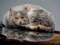 Katze w�rmt sich auf spiegelnder warmer Motorhaube; 131213