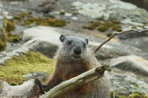 Murmeltier (Marmota). Zoologischer Garten Berlin. Foto:25.08.2017