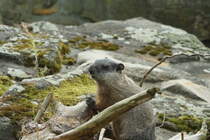 Murmeltier (Marmota). Zoologischer Garten Berlin. Foto:25.08.2017