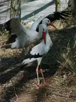 Werben und Umworben werden bei den Wei�st�rchen. (G�strow, April 2009)