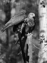 Rotmilane im Wildpark Mecklenburg-Vorpommern in G�strow. (April 2009)