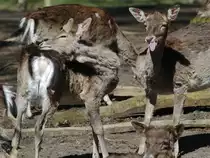 Ein Rudel Damhirsche im Fr�hjahr 2009.