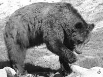 Ein Braunbr im Frhjahr 2009.