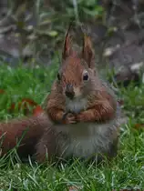 Im Angesicht eines Eichh�rnchens. (Hattingen, Dezember 2017)