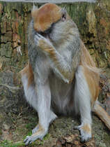 Ein grbelndes  Schwarznasen-Husarenffchen im Zoo Rostock. (April 2009)