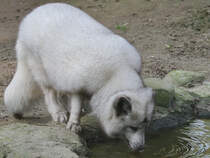 Ein Polarfuchs trinkt etwas Wasser. (Zoo Rostock, Januar 2010)