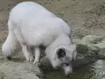 Ein Polarfuchs trinkt etwas Wasser. (Zoo Rostock, Januar 2010)