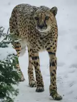 Ein Gepard l�uft etwas ungl�ubig durch den Schnee. (Zoo Rostock, Januar 2010)