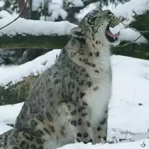 Ein m�der Schneeleopard im Zoo Rostock. (Januar 2010)