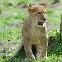 Ein junger L�we erkundet die Welt. (Zoo Rostock, April 2009)