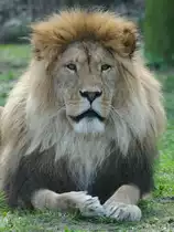 Im Angesicht des L�wen. (Zoo Rostock, April 2009)